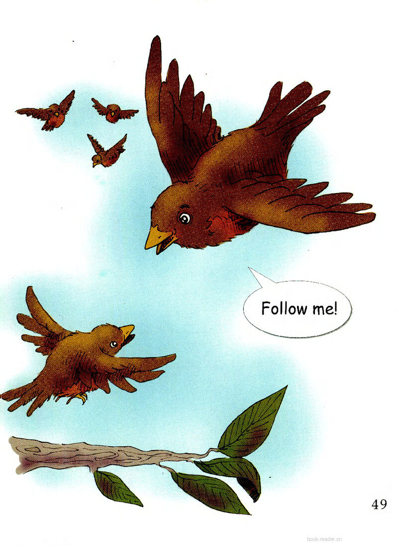 A Family of Birds-2绘本故事第3页