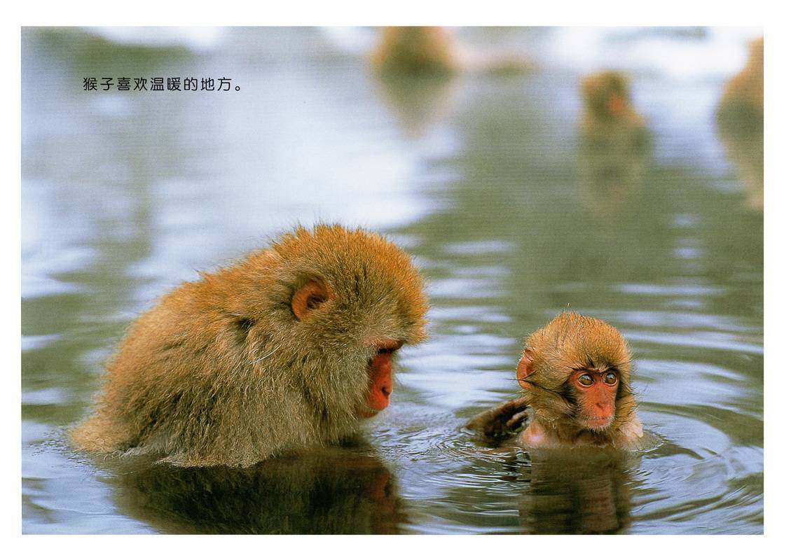 亲子绘本 喜欢暖暖的猴子绘本故事第2页