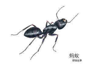 花儿怎么长大的绘本故事第3页