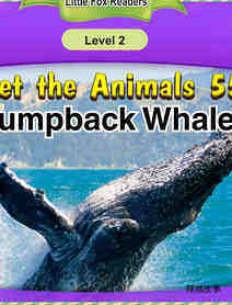 Humpback Whale