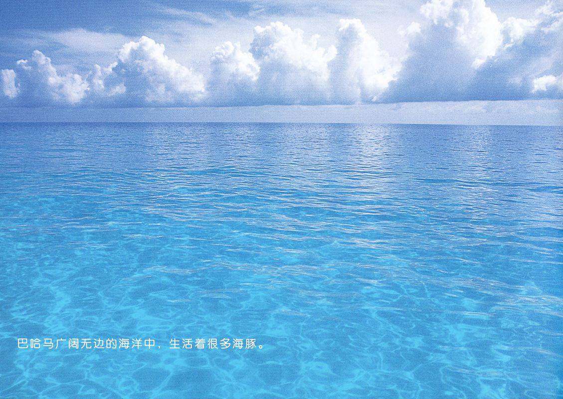 亲子绘本 蓝色海洋中的海豚们绘本故事第2页