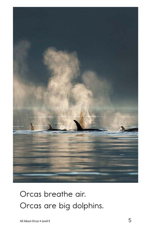 All About Orcas绘本故事第5页