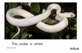 Snake Colors绘本故事第3页