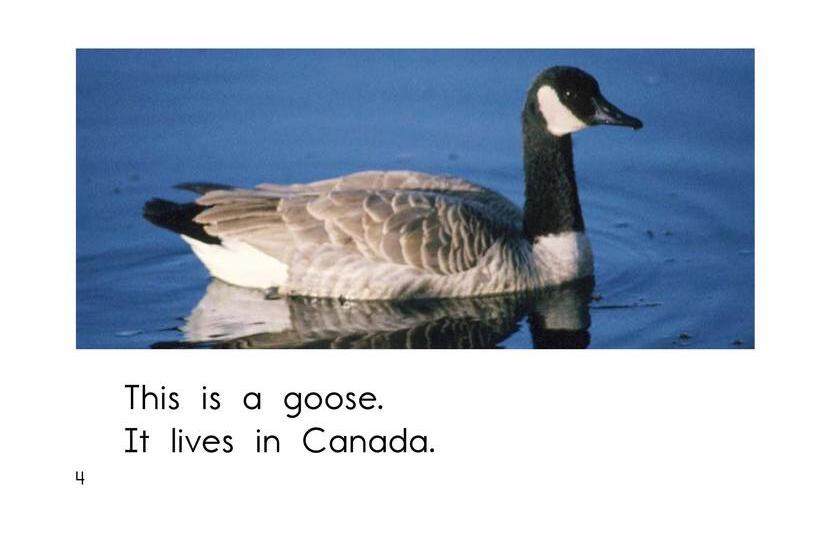 The Animals of Canada绘本故事第4页