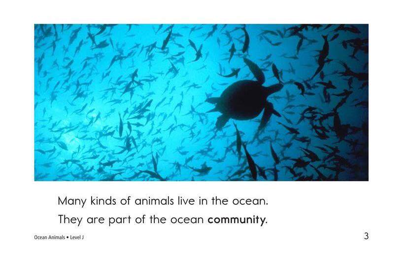 Ocean Animals绘本故事第3页