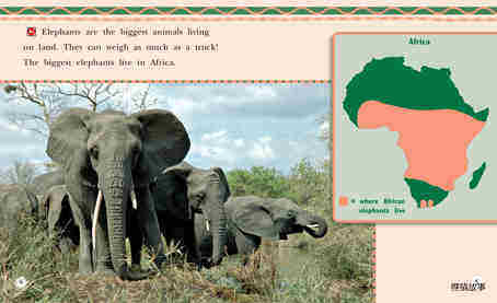 All About African Elephants绘本故事第4页