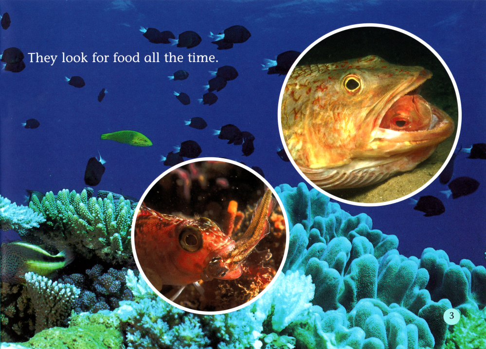 Spines,stings and teeth绘本故事第4页