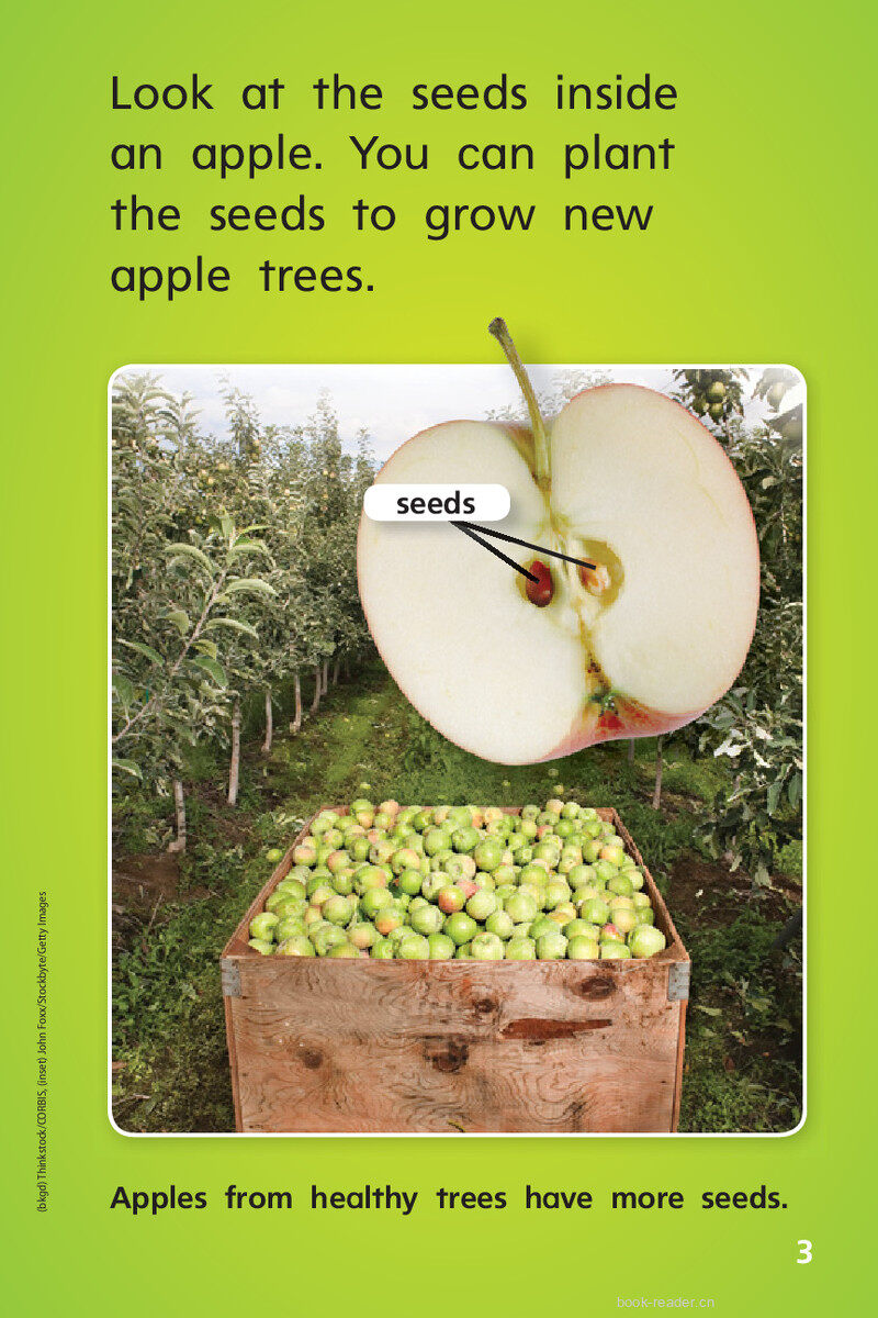 G1 ELL U3W5 Apples from Farm to Table绘本故事第5页