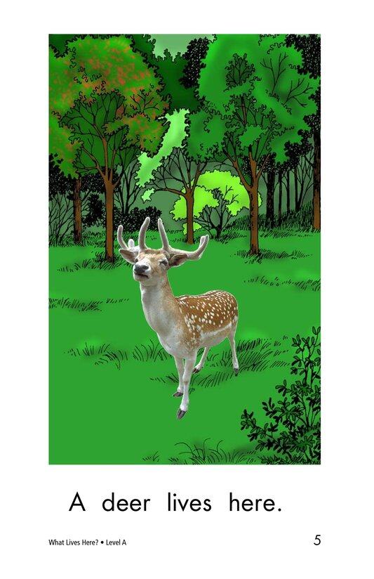 What Lives Here绘本故事第5页