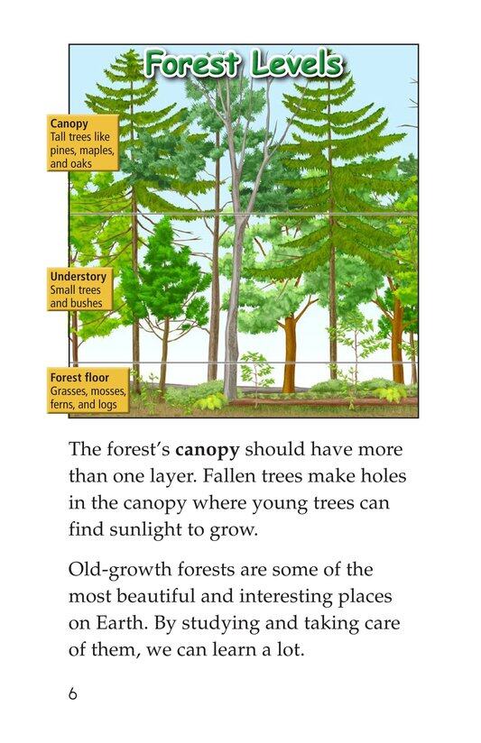 Woods of Wonder绘本故事第5页
