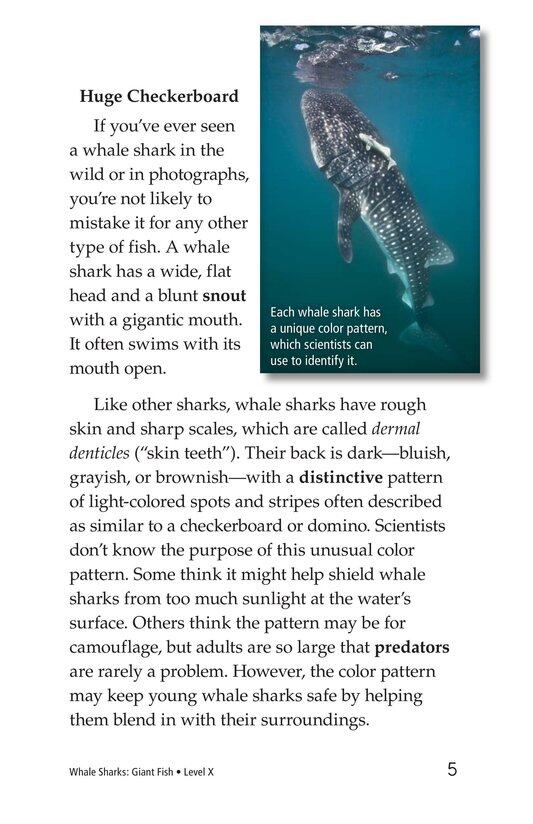 Whale Sharks Giant Fish绘本故事第4页