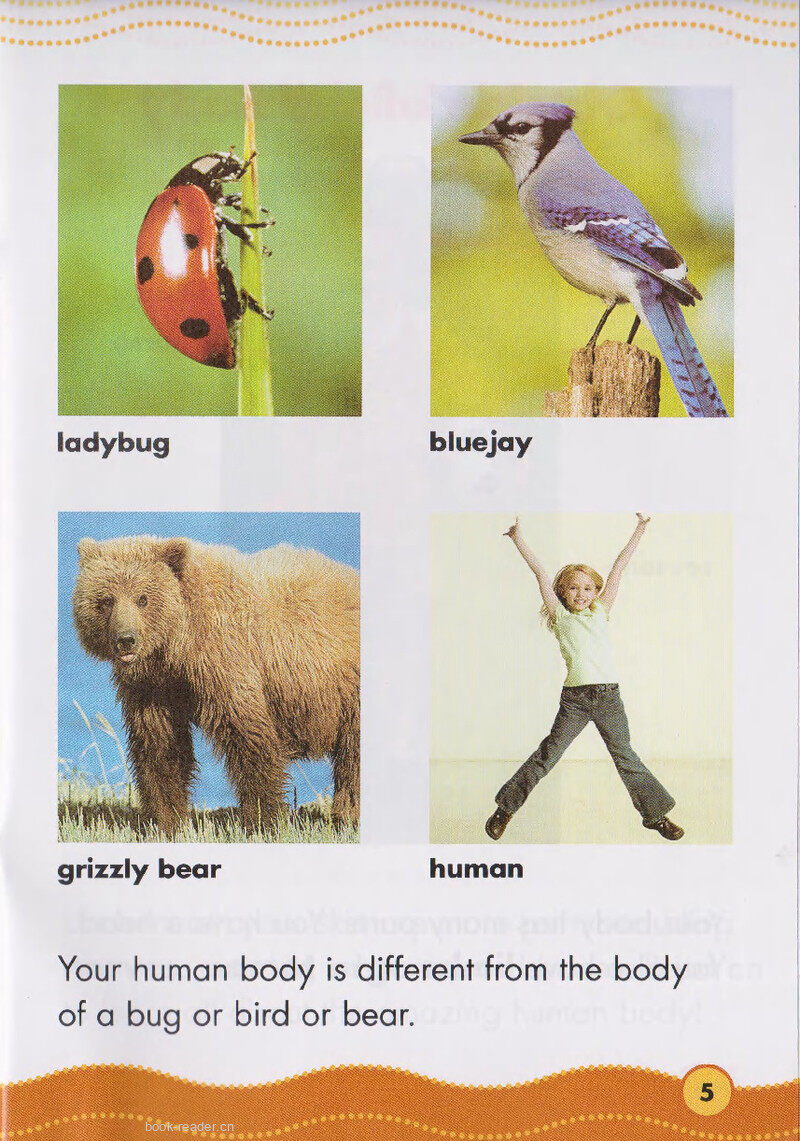 The Amazing Human Body绘本故事第4页