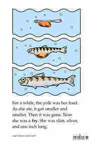 Leap! A Salmon's Story绘本故事第4页