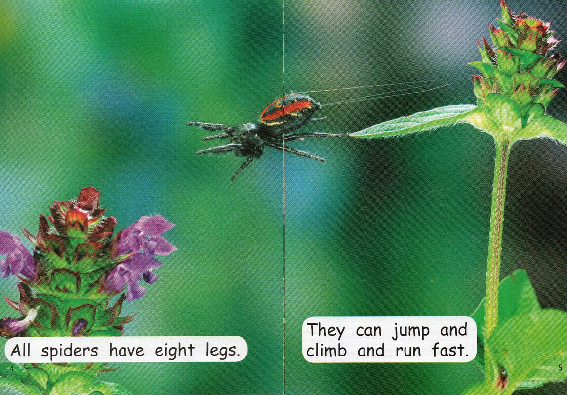 super spiders绘本故事第4页