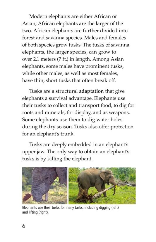 Ivory or Elephants绘本故事第5页