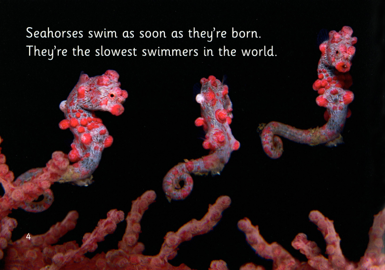Seahourses绘本故事第5页