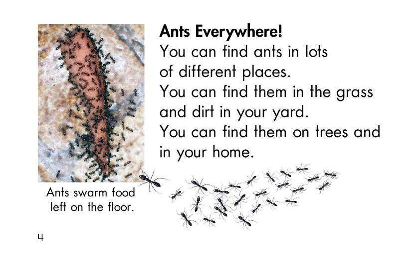 Ants,Ants,and More Ants绘本故事第3页