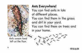 Ants,Ants,and More Ants绘本故事第3页