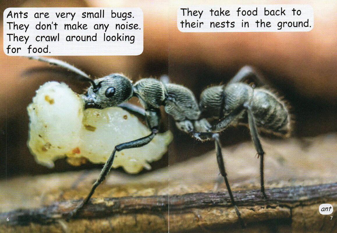 bugs and beetles绘本故事第5页