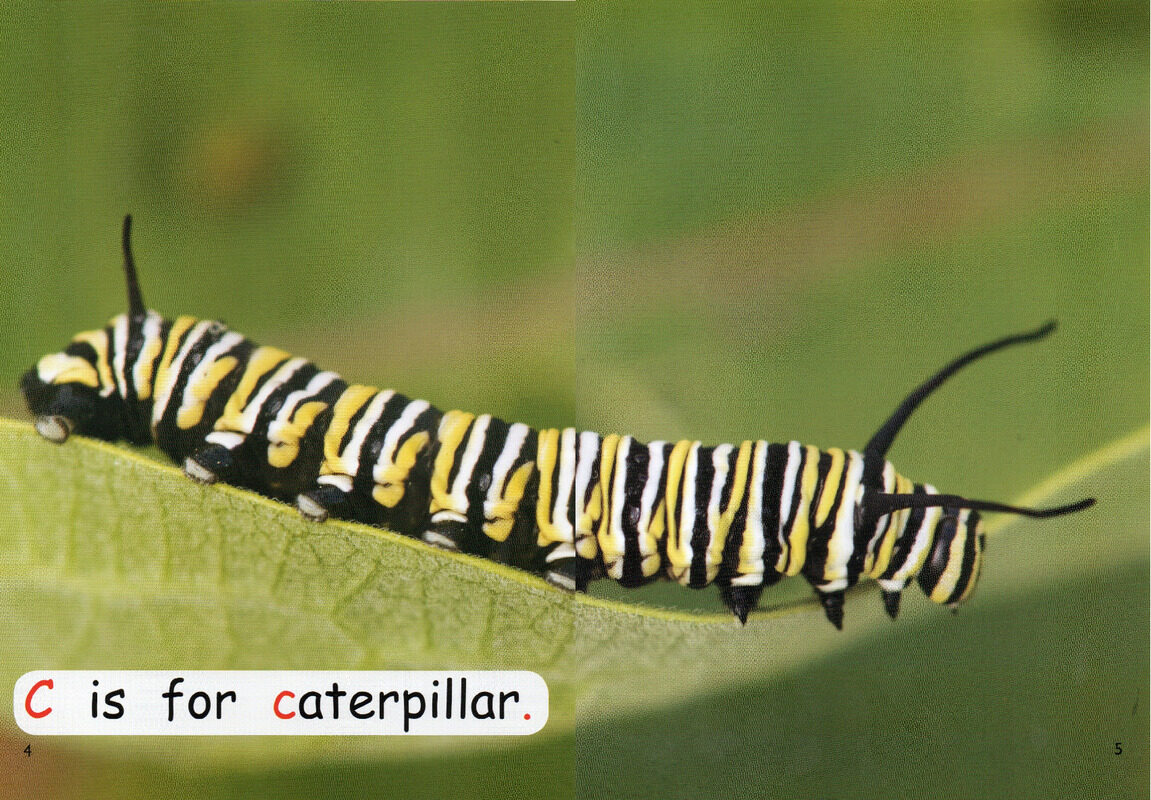 who has stripes？绘本故事第4页