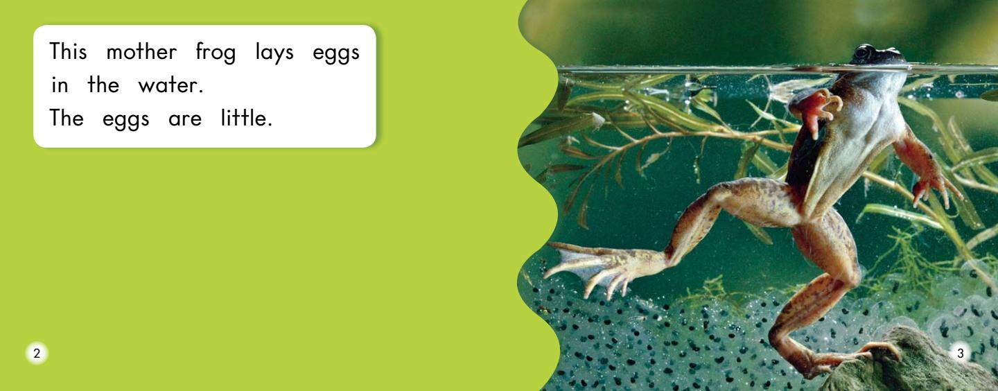 How frogs grow绘本故事第3页