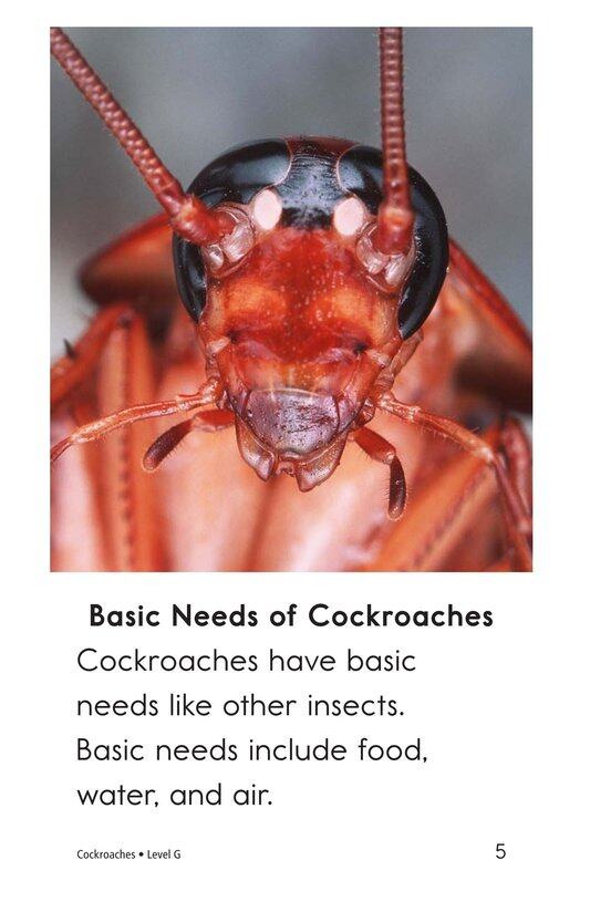 Cockroaches绘本故事第4页