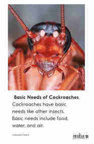 Cockroaches绘本故事第4页