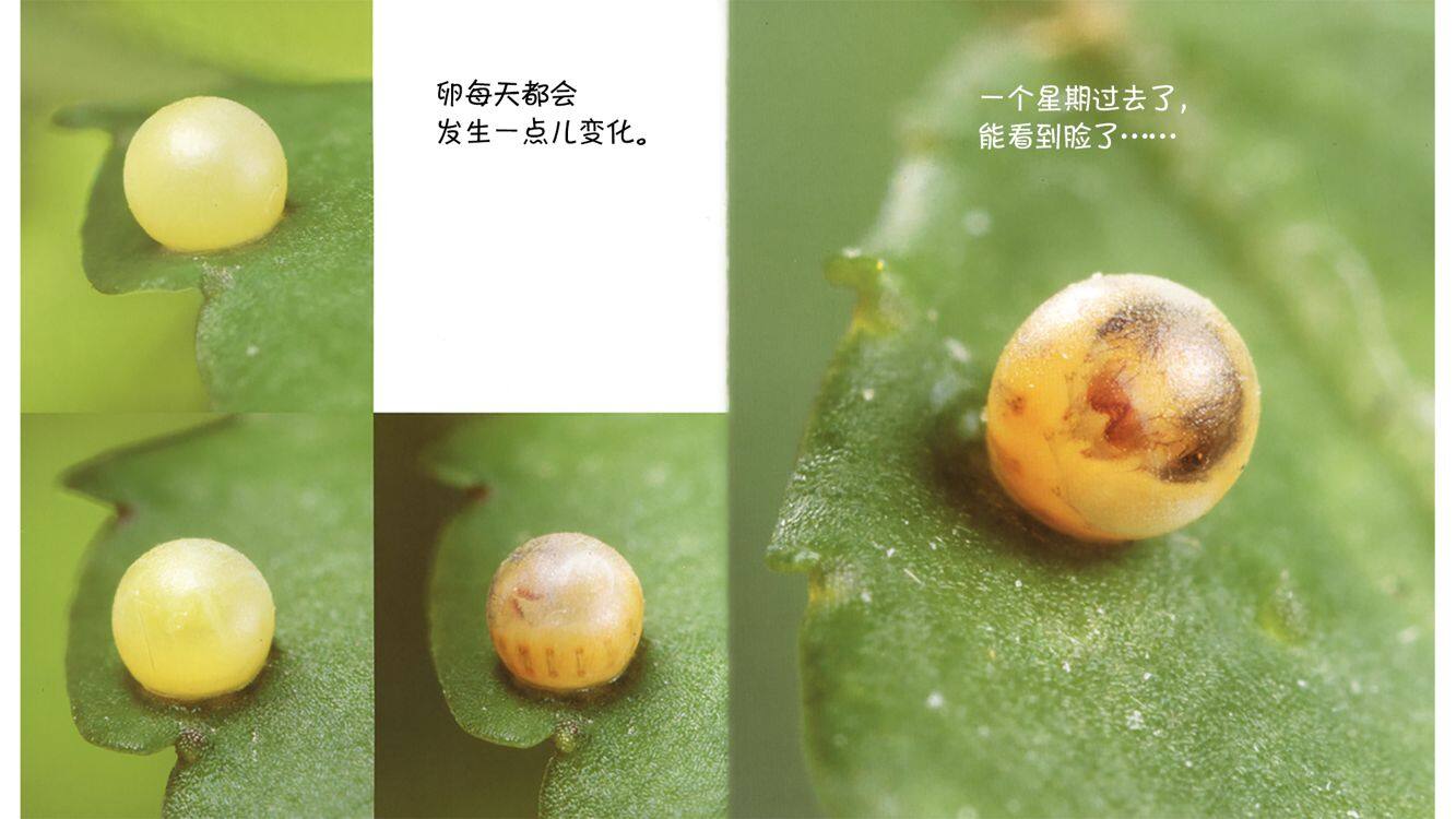 诞生了！凤蝶绘本故事第5页