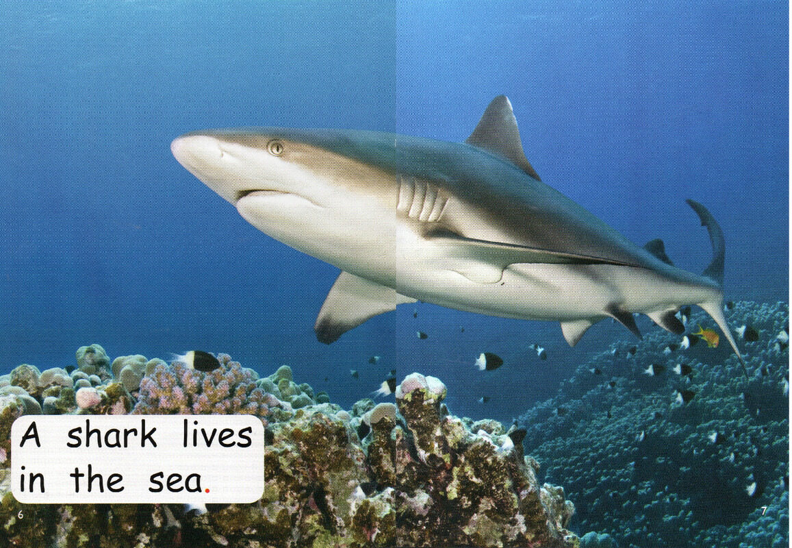 who lives in the sea？绘本故事第5页