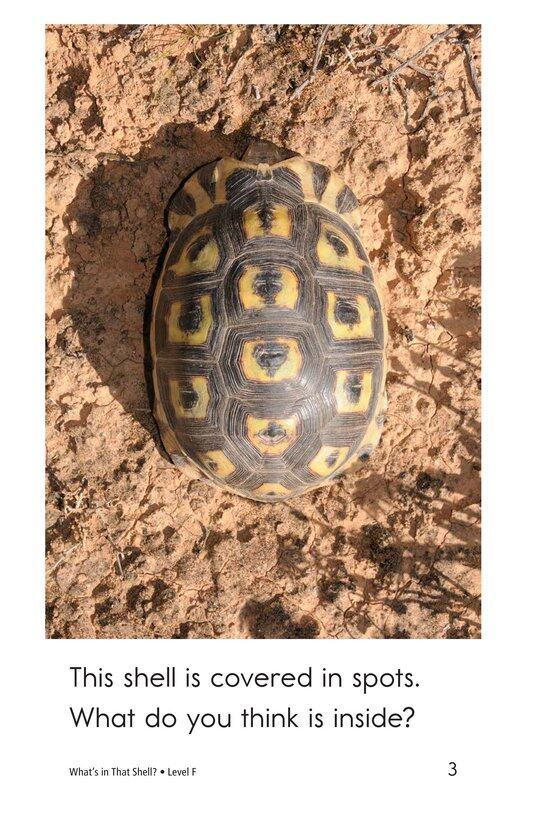 What's In That Shell绘本故事第3页