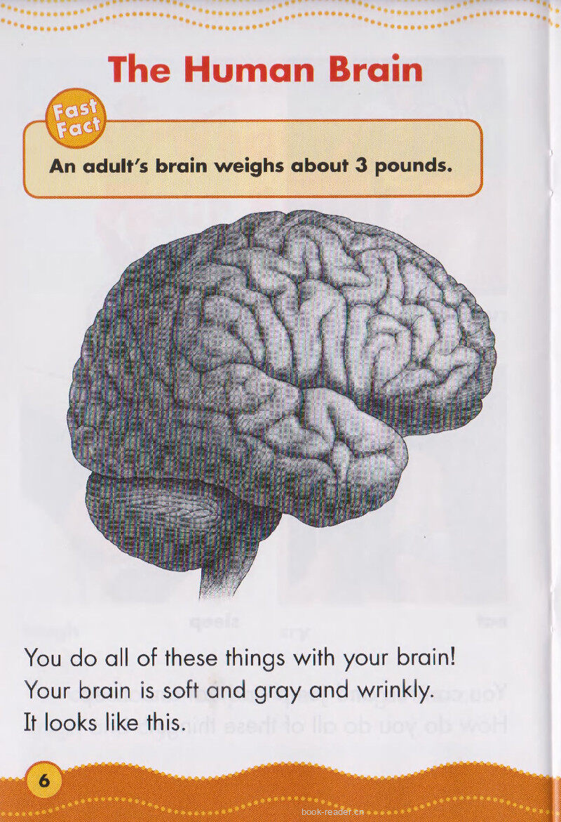 Your Brain绘本故事第5页