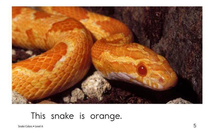 Snake Colors绘本故事第5页