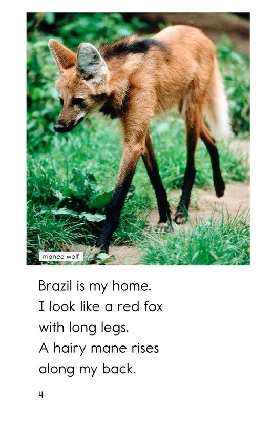 Are You From Brazil绘本故事第4页