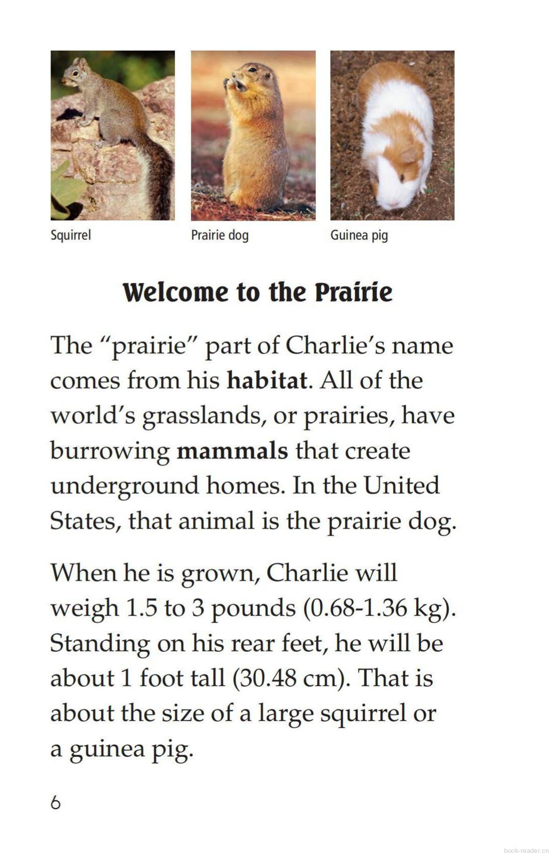 A Prairie Dog's Life绘本故事第5页