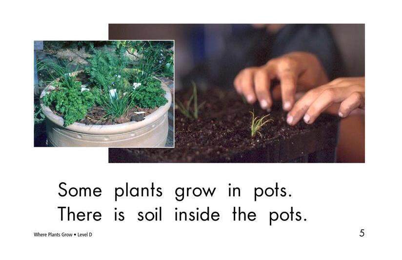 Where Plants Grow绘本故事第5页