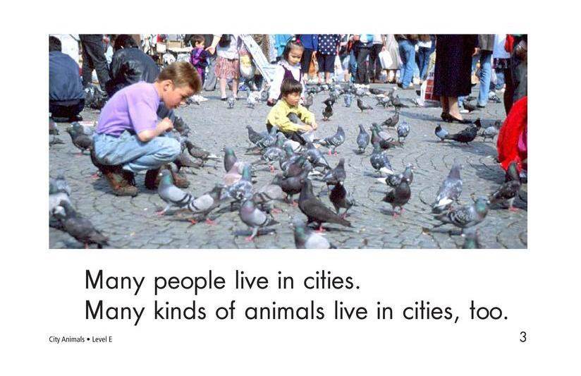 City Animals绘本故事第3页