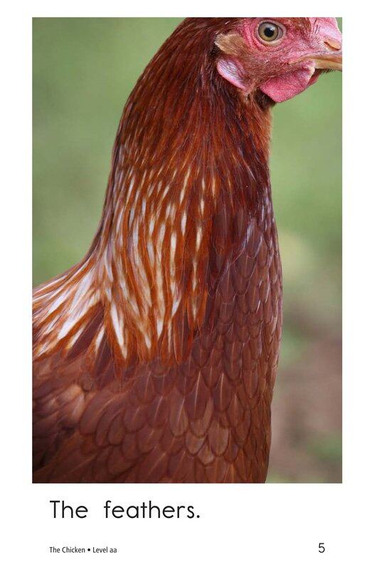 The Chicken绘本故事第5页