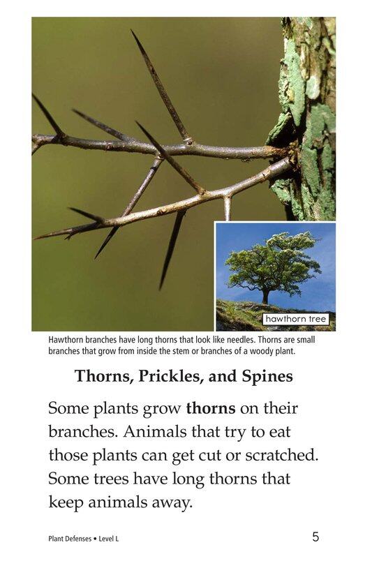 Plant Defenses绘本故事第4页
