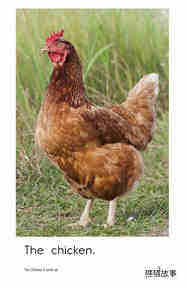 The Chicken绘本故事第3页