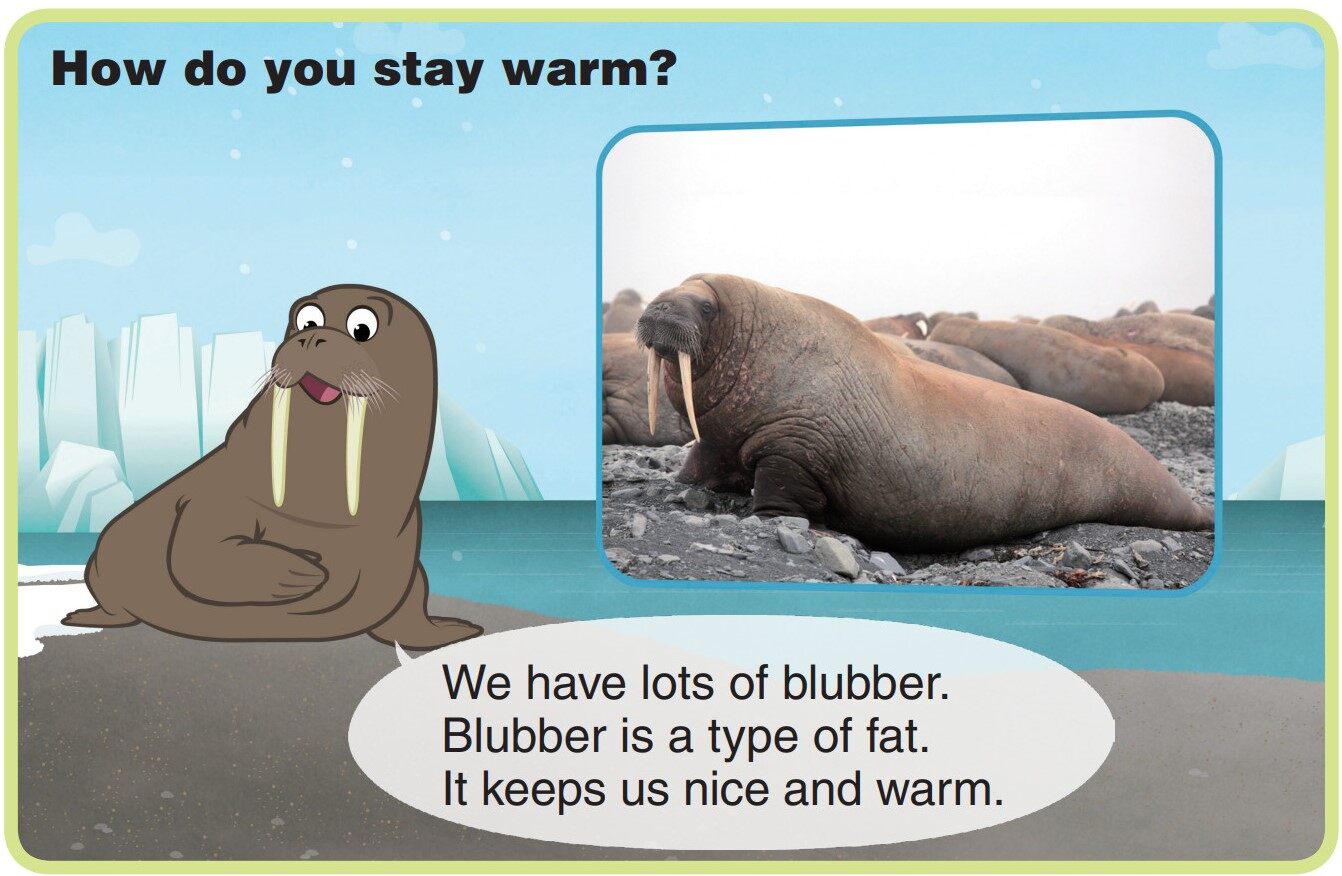 Walrus绘本故事第5页