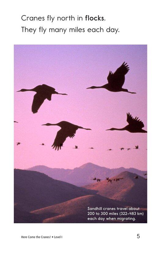 Here Come the Cranes!绘本故事第4页