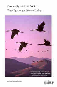 Here Come the Cranes!绘本故事第4页