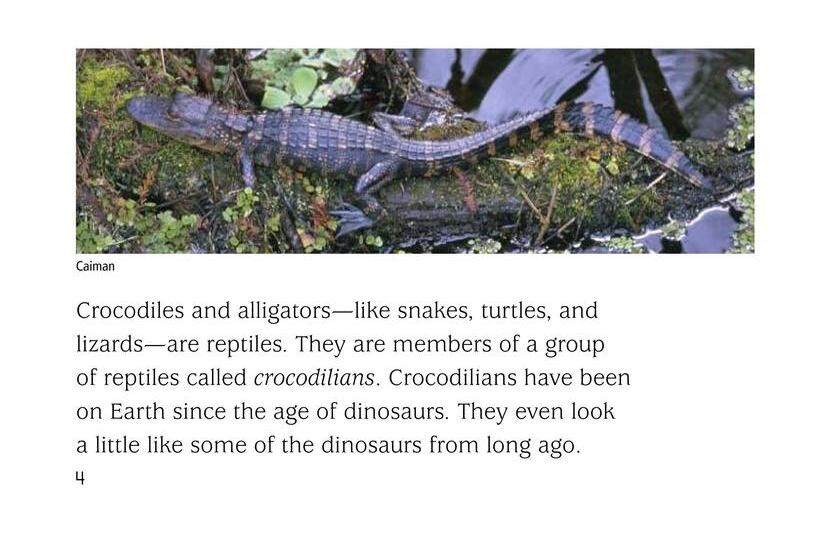 Crocs and Gators绘本故事第4页