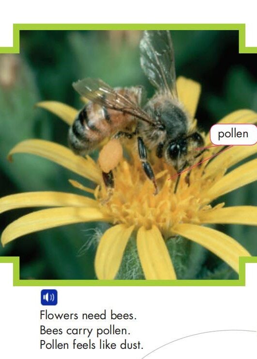 Bees and Flowers绘本故事第5页