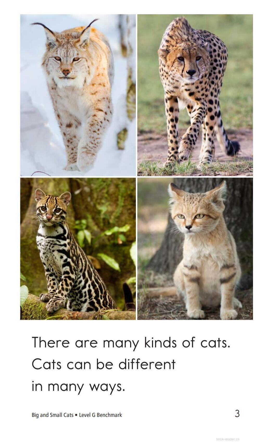 Big and Small Cats绘本故事第3页