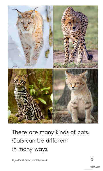Big and Small Cats绘本故事第3页
