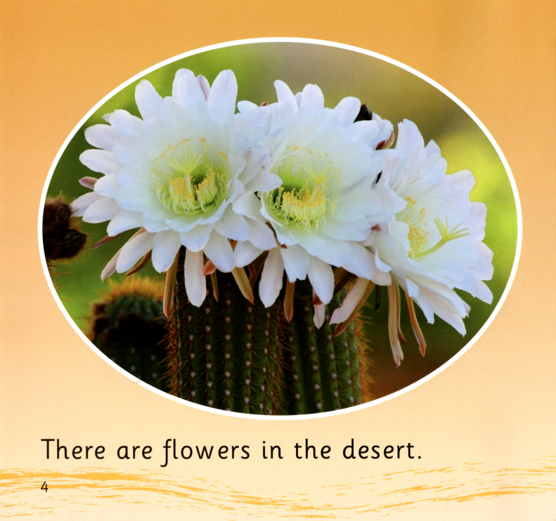 In the Desert绘本故事第4页