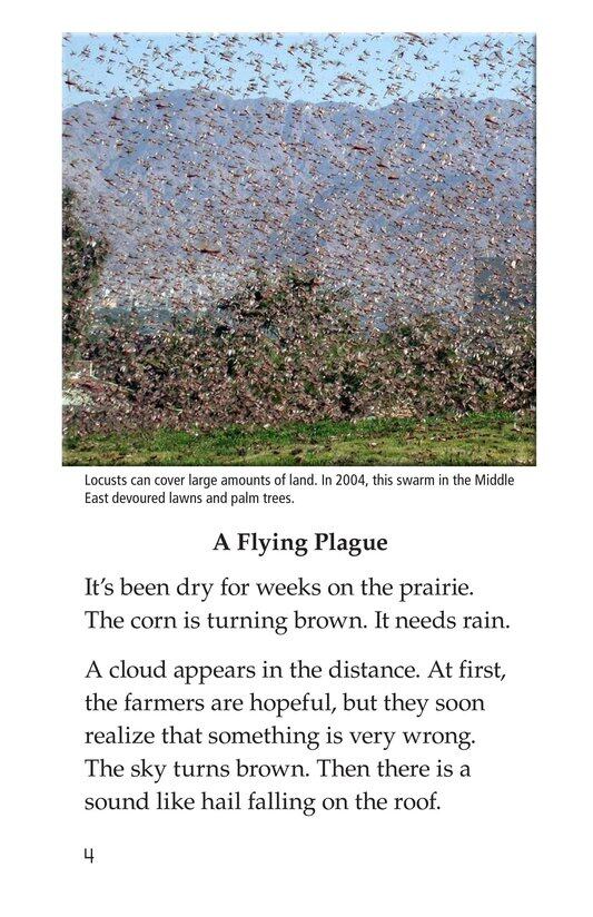 Here Come the Locusts绘本故事第3页