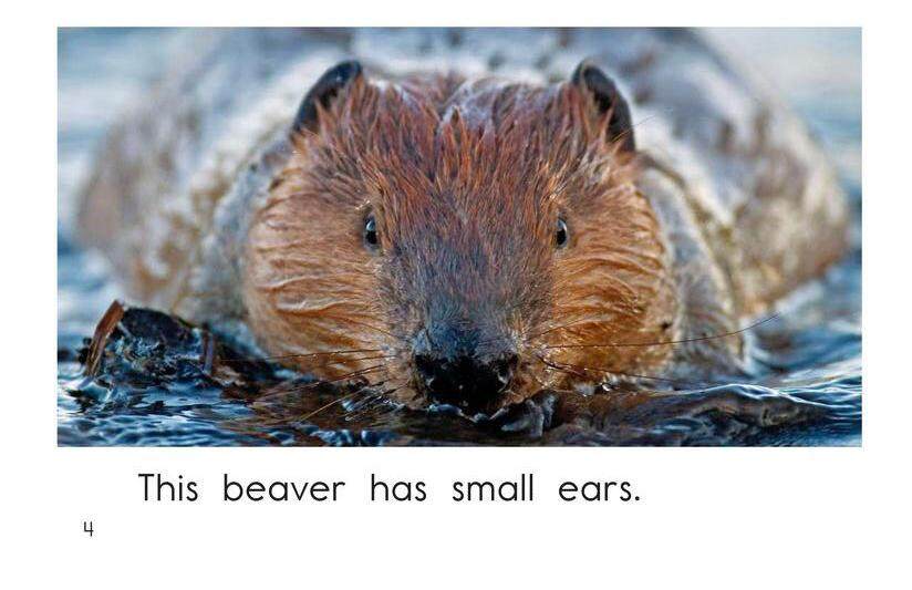 Animal Ears绘本故事第4页