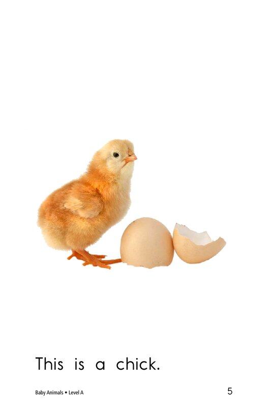 Baby Animals绘本故事第5页